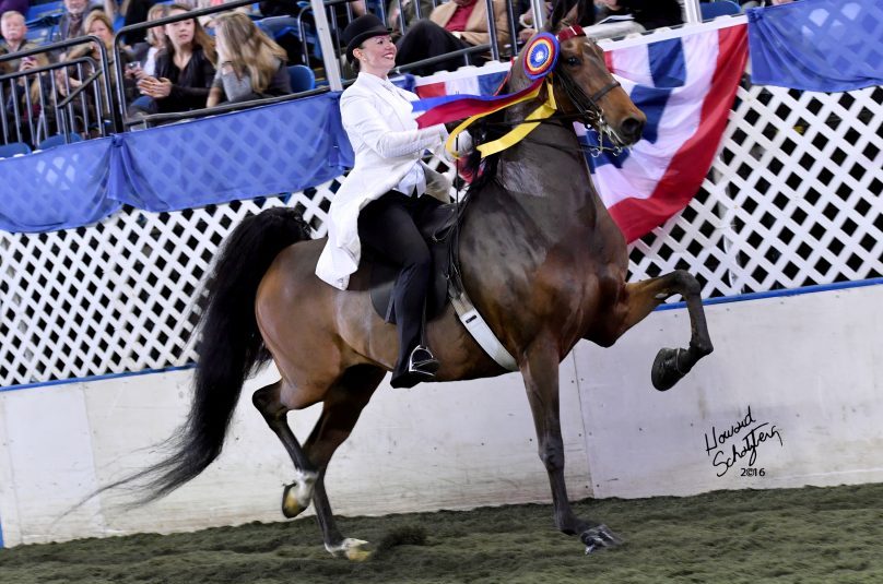 UPHA American Royal National Championship Horse Show American Royal