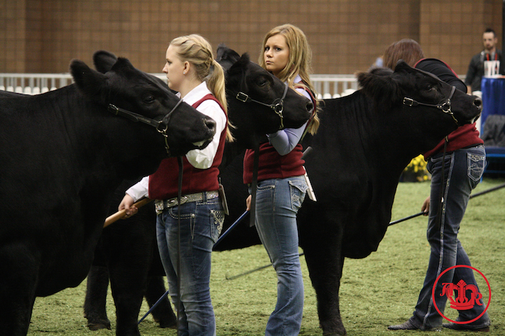 Heavin takes home banners in junior and open Limousin shows
