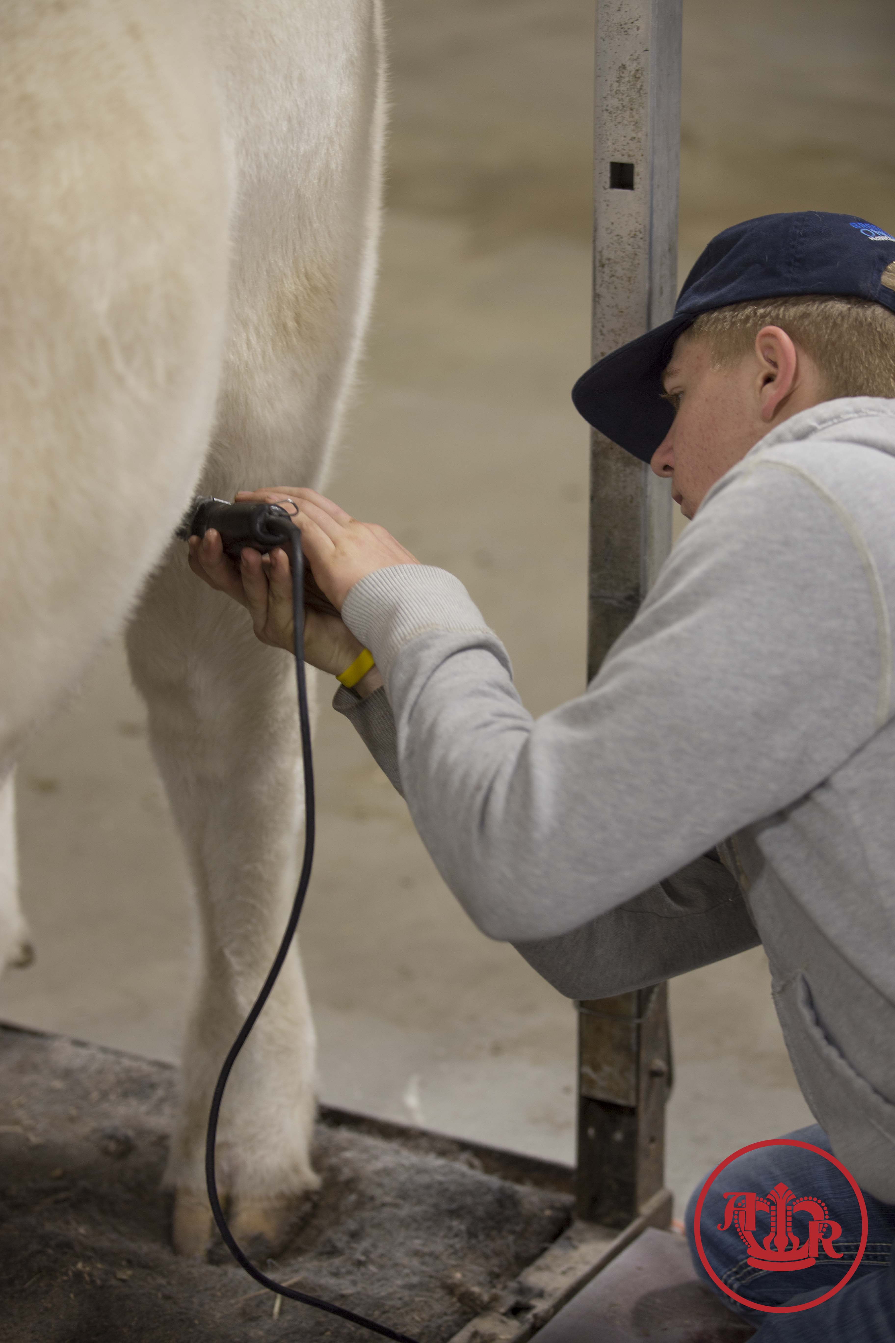 Fitting the Part – Junior Exhibitors Compete in Team Fitting