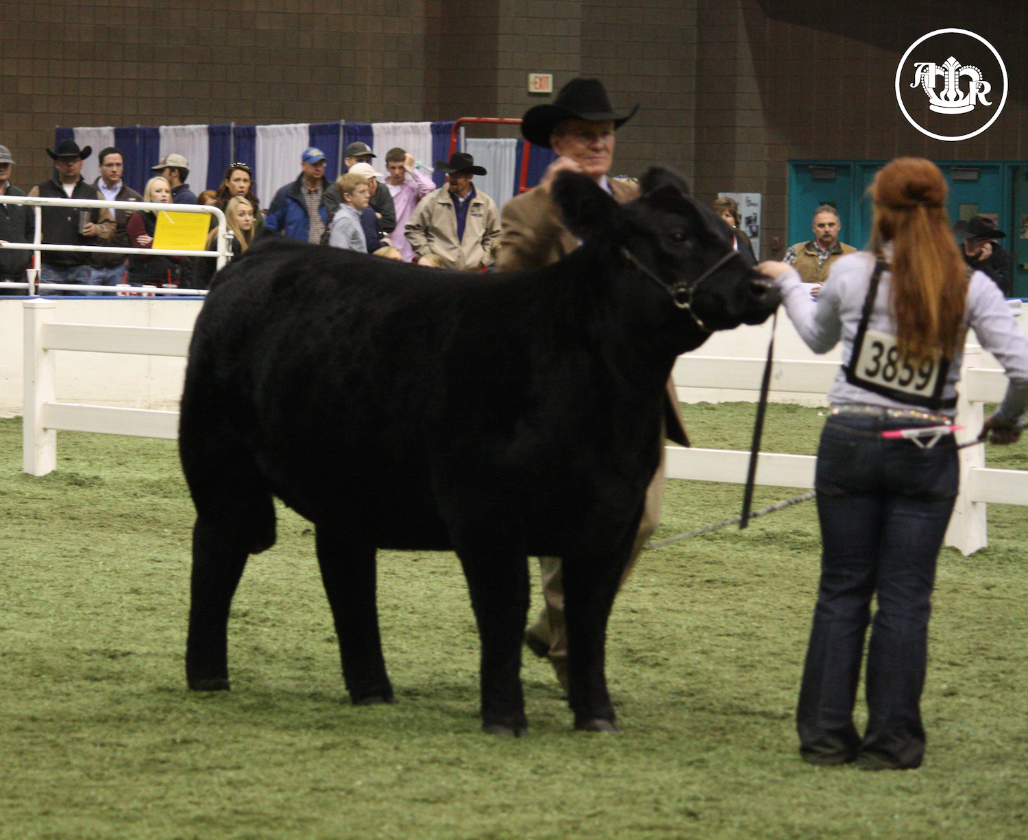 Open Simmental Show – The Results are in