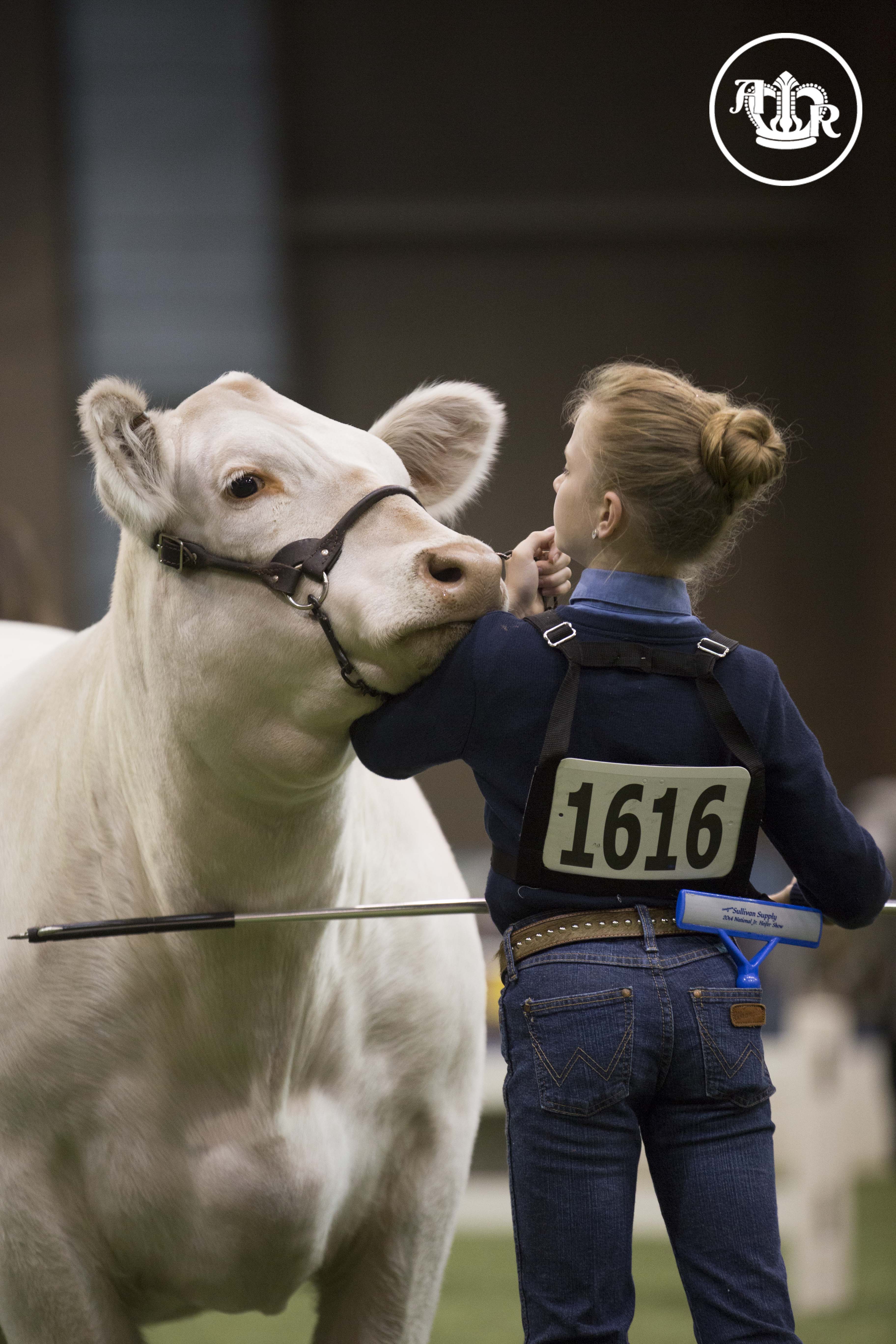 High quality and numbers in the National Charolais Show