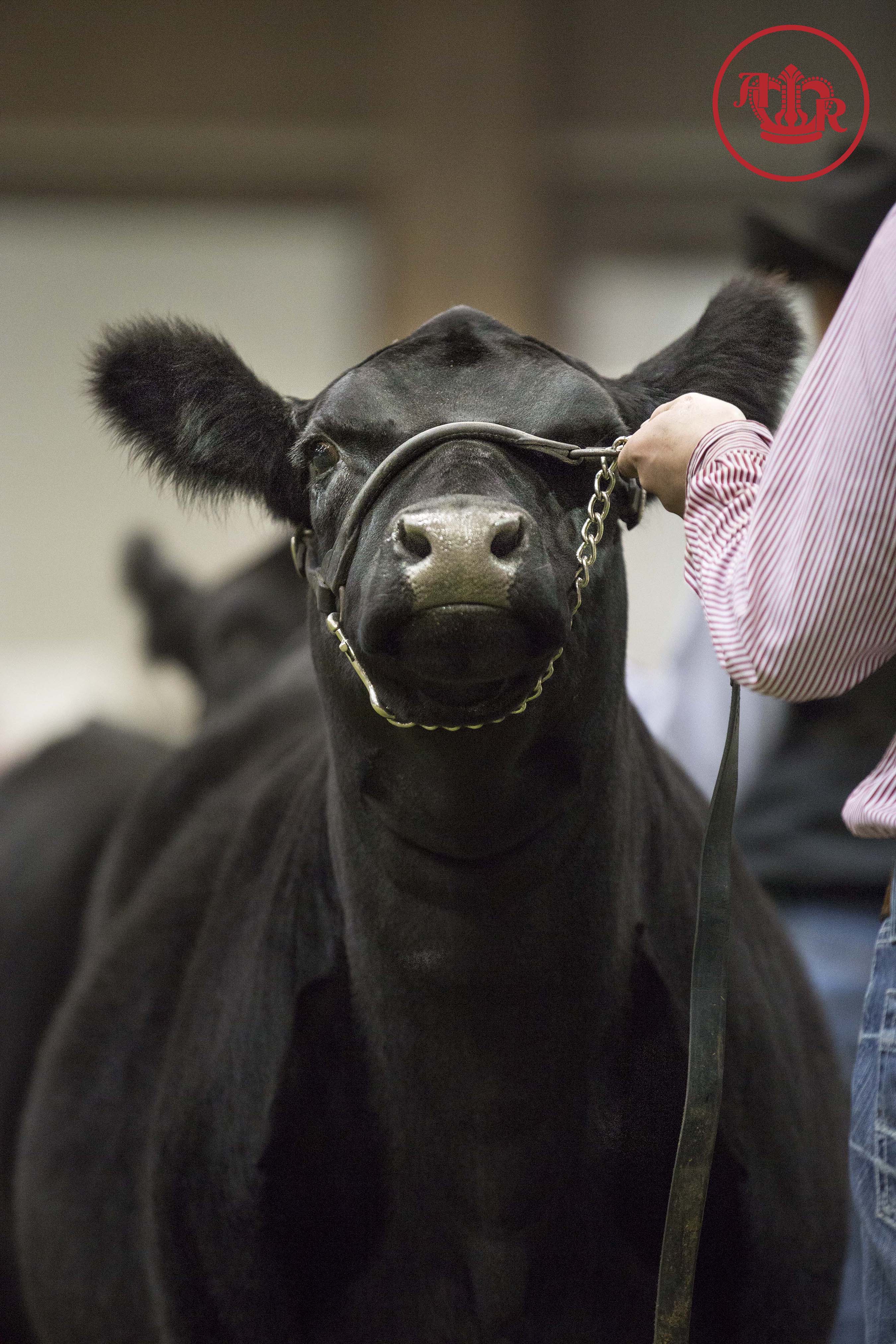 The Business Breed Brings the Heat at the American Royal