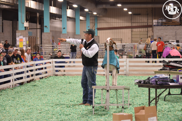 Stierwalt Lamb/Goat Fitting Clinic Provides Learning Opportunity for Exhibitors