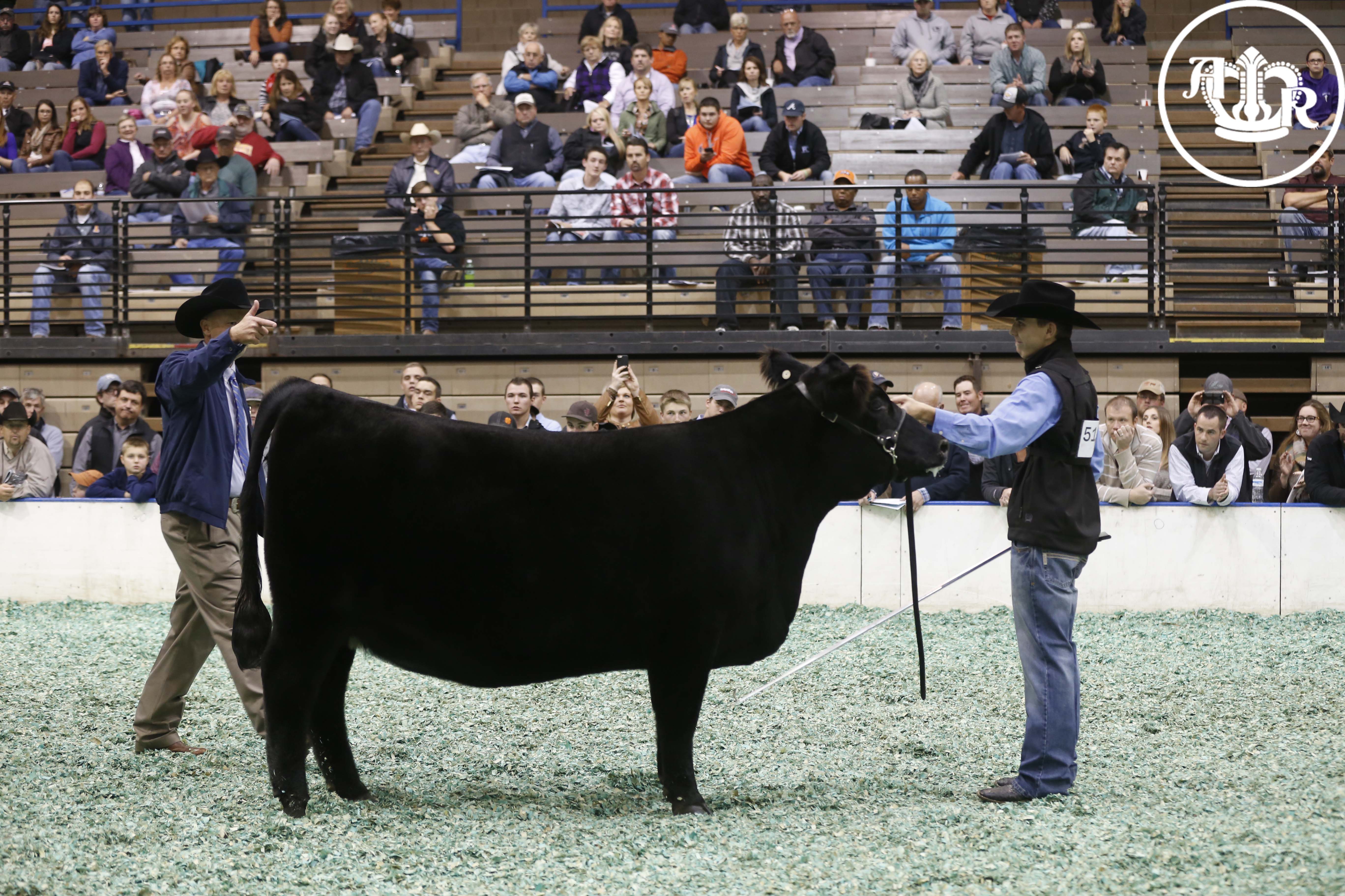Big Numbers and Tough Competition in the Angus Show