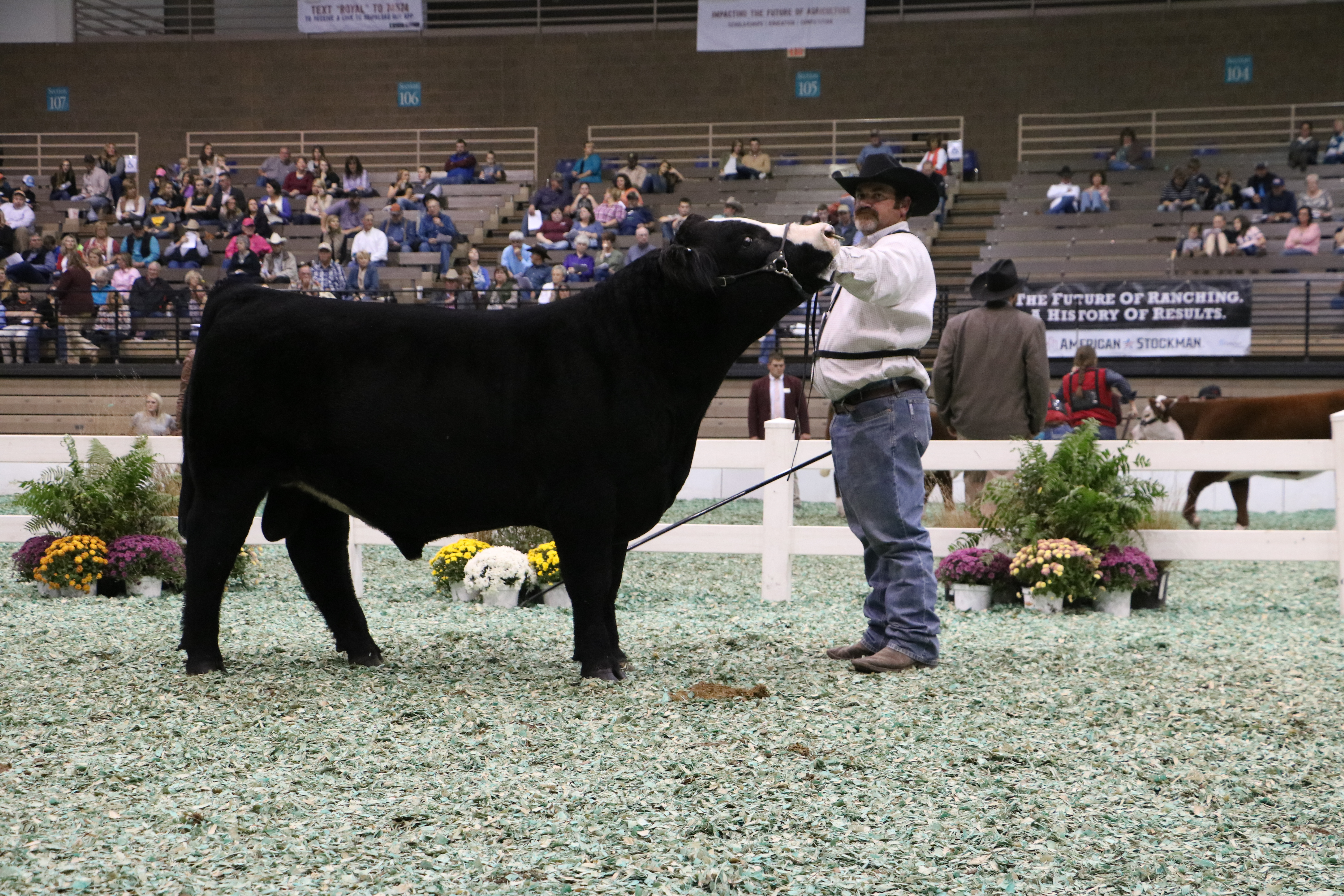 Simmental Bull Show Results