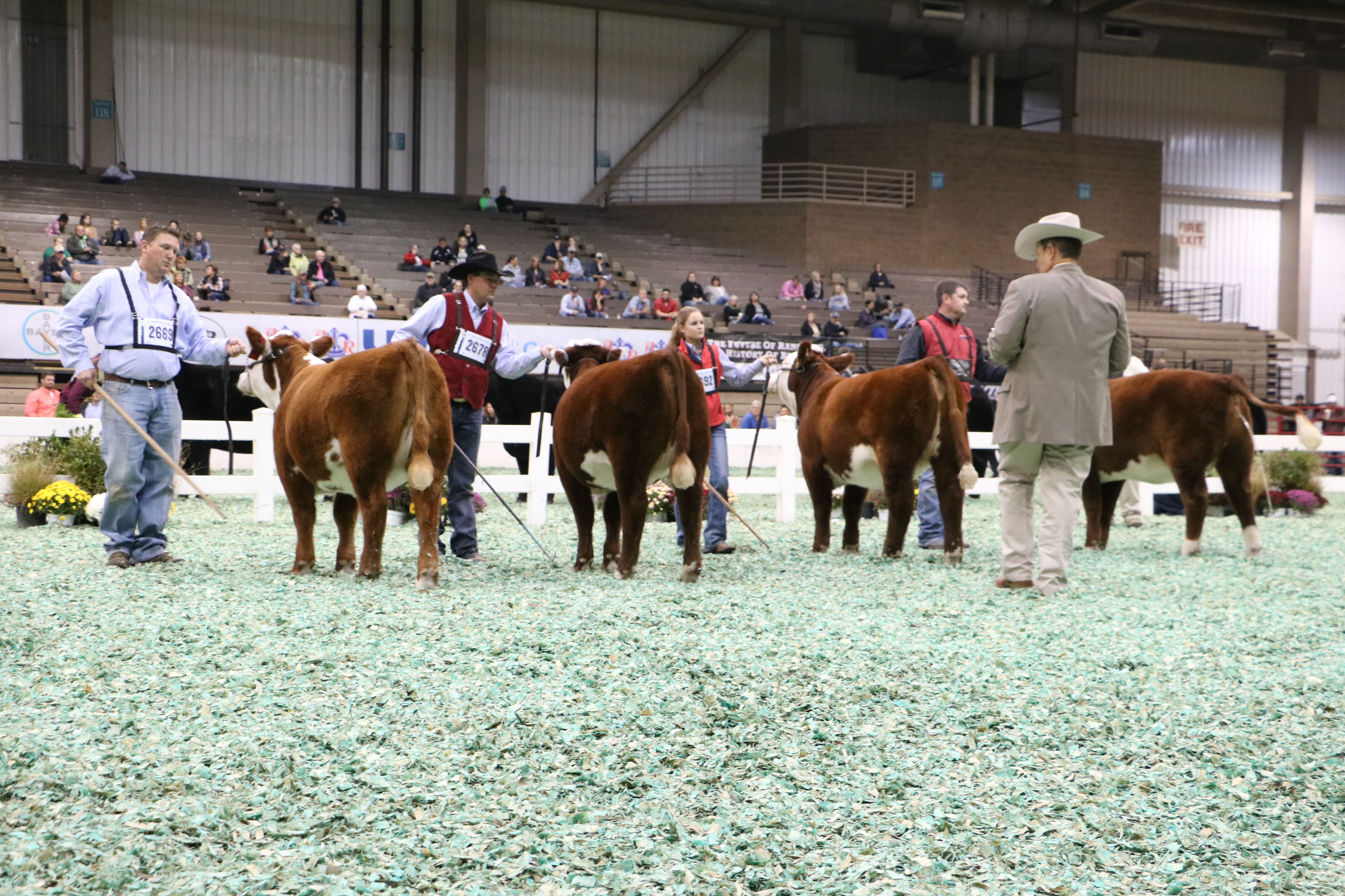 American Hereford Association Takes Center Stage At The 2016 American Royal